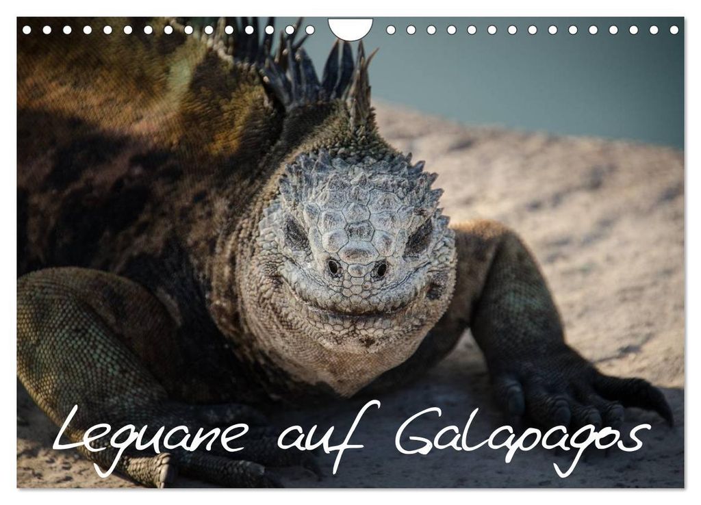 Leguane auf Galapagos (Wandkalender 2027 DIN A4 quer), CALVENDO Monatskalender