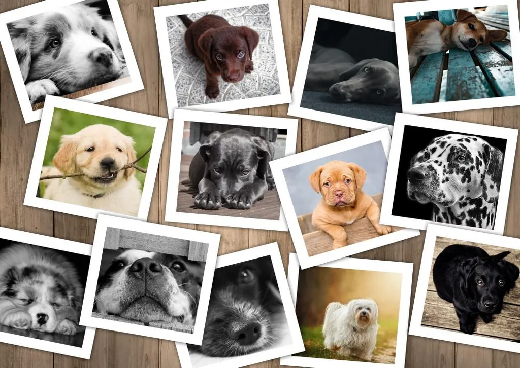 Puzzle 2000 pièces Grafika Tier Collage Chiens - Découpe de Précision