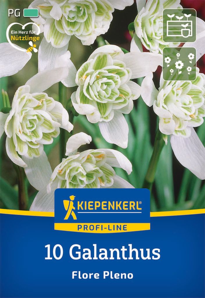 Kiepenkerl Profi-Line Schneeglöckchen Flore Pleno Galanthus Produktbild 