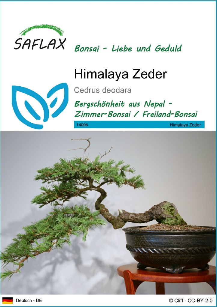 SAFLAX - Himalaya Zeder - Cedrus deodara - 35 Samen Produktbild 