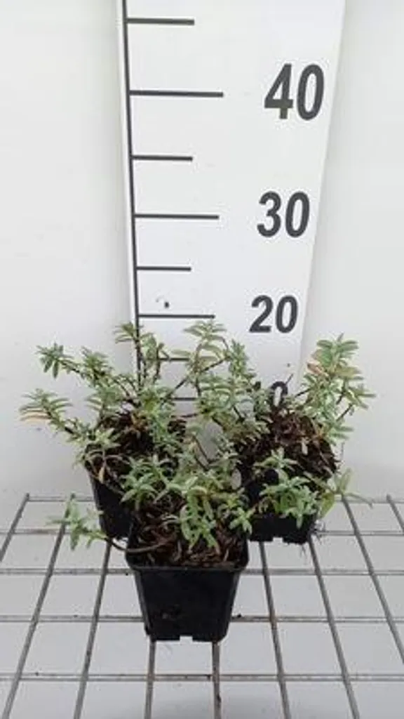 Hélianthème Fire Dragon : Lot idéal pour vos bordures et jardins secs