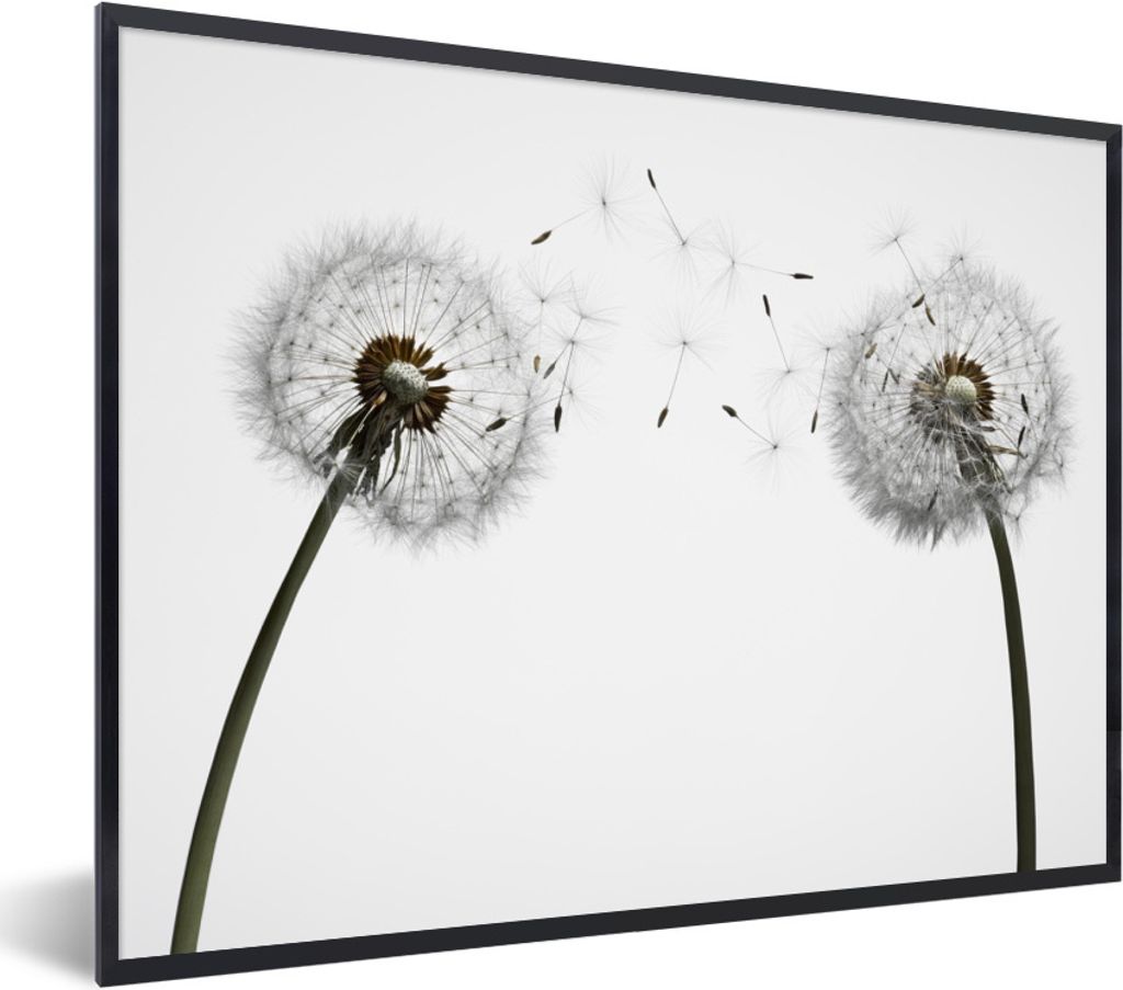 MuchoWow Gerahmtes Poster Illustration - Saatgut - Löwenzahn 80x60 cm - Poster mit Schwarzem Bilderrahmen Wandposter Rahmen Foto Bilder - Schwar...