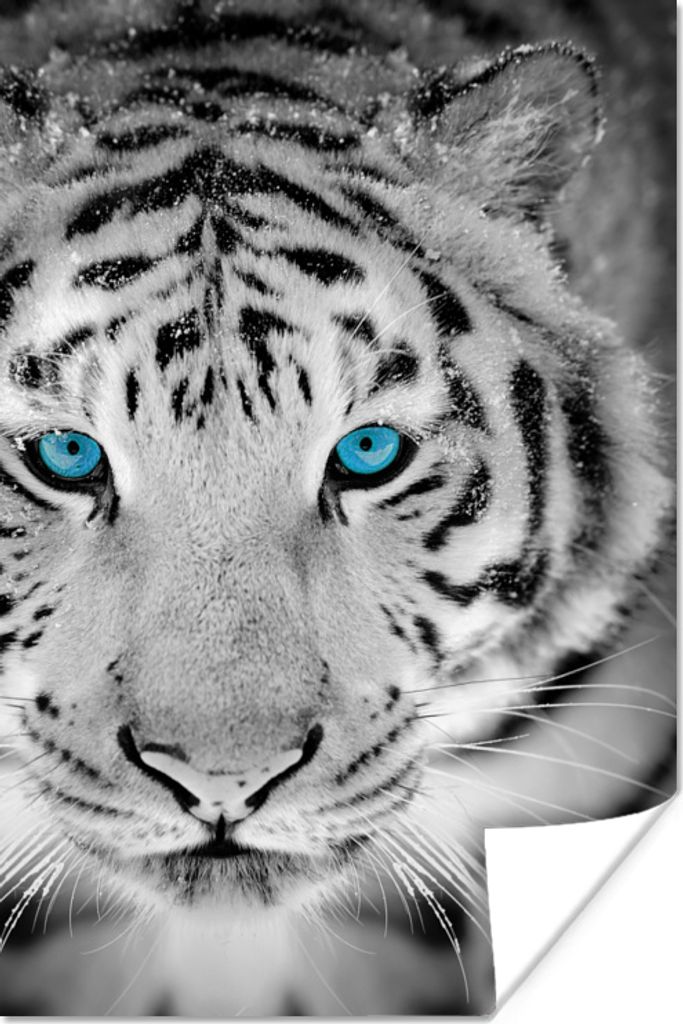 MuchoWow Poster Tiger - Kopf - Augen 80x120 cm - Papierdruck