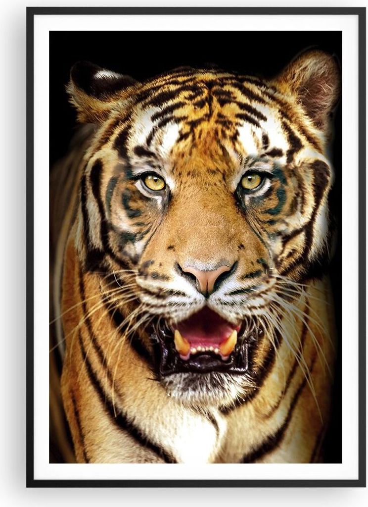 Gerahmtes Poster - Schwarzer Rahmen - tiger tier - 70x100 Produktbild 