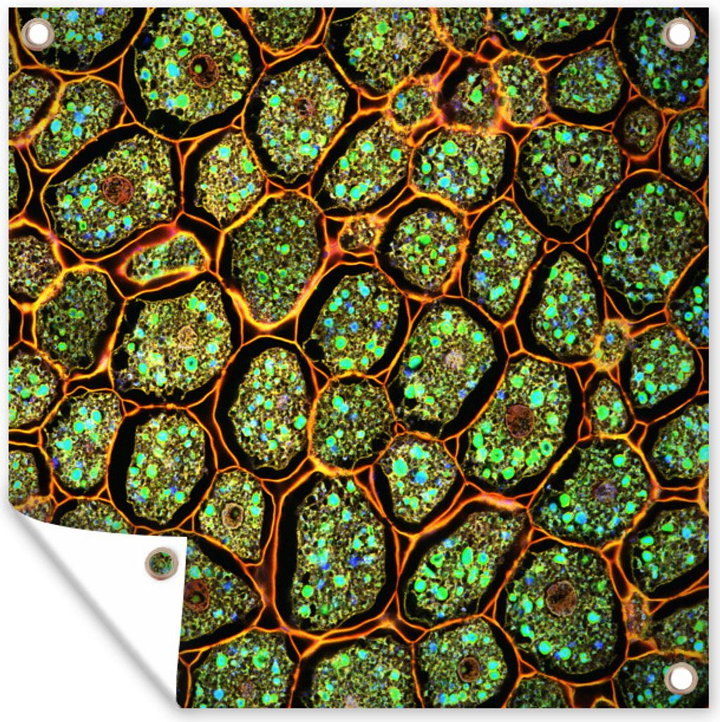 MuchoWow 100x100 cm Outdoor-Poster Gartendeko Sichtschutz Garten Poster für den Garten Zellen unter dem Mikroskop