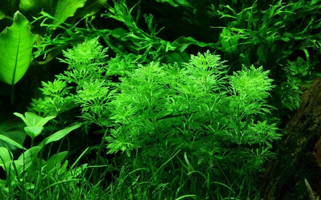 Aquarium Pflanze Limnophila sessiliflora AquaOne Nr.347 Produktbild 
