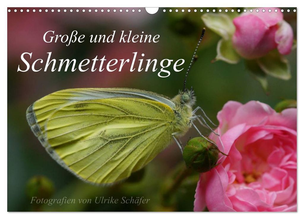 Große und kleine Schmetterlinge (Wandkalender 2027 DIN A3 quer), CALVENDO Monatskalender