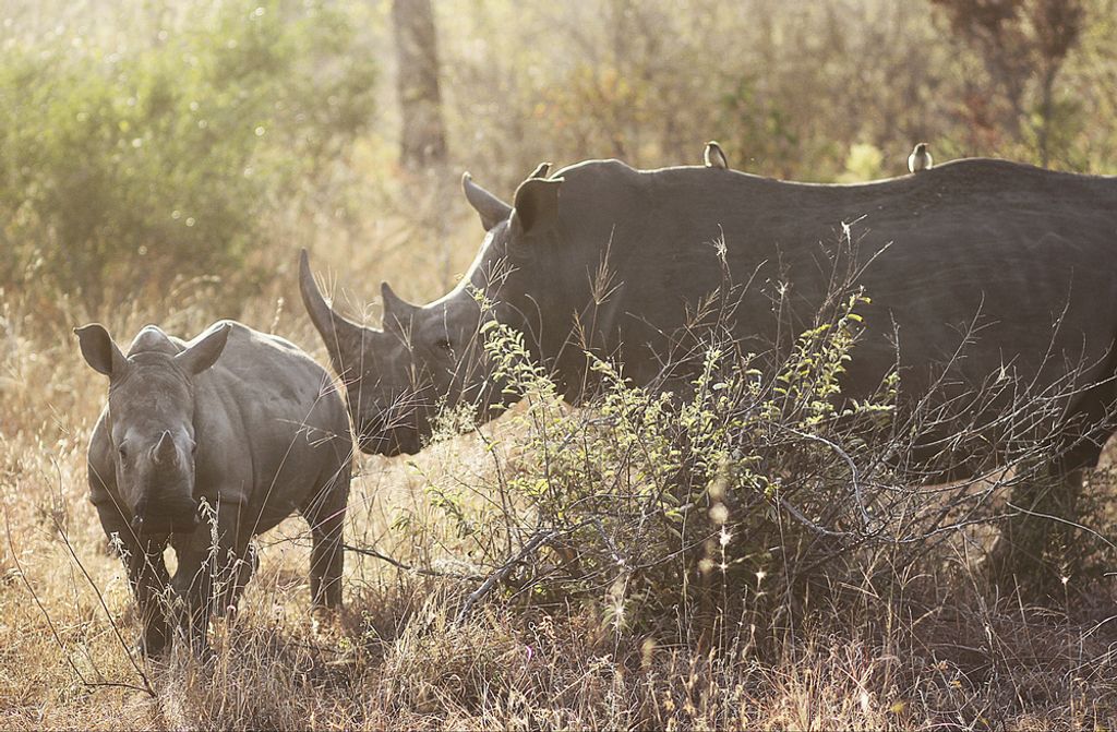hansepuzzle 83273 - Nashörner Puzzle, 500 Teile, Natur, 46,0 x 30,0cm mit hochwertiger Aufbewahrung, Kartonbox und wiederverschließbarem Beutel