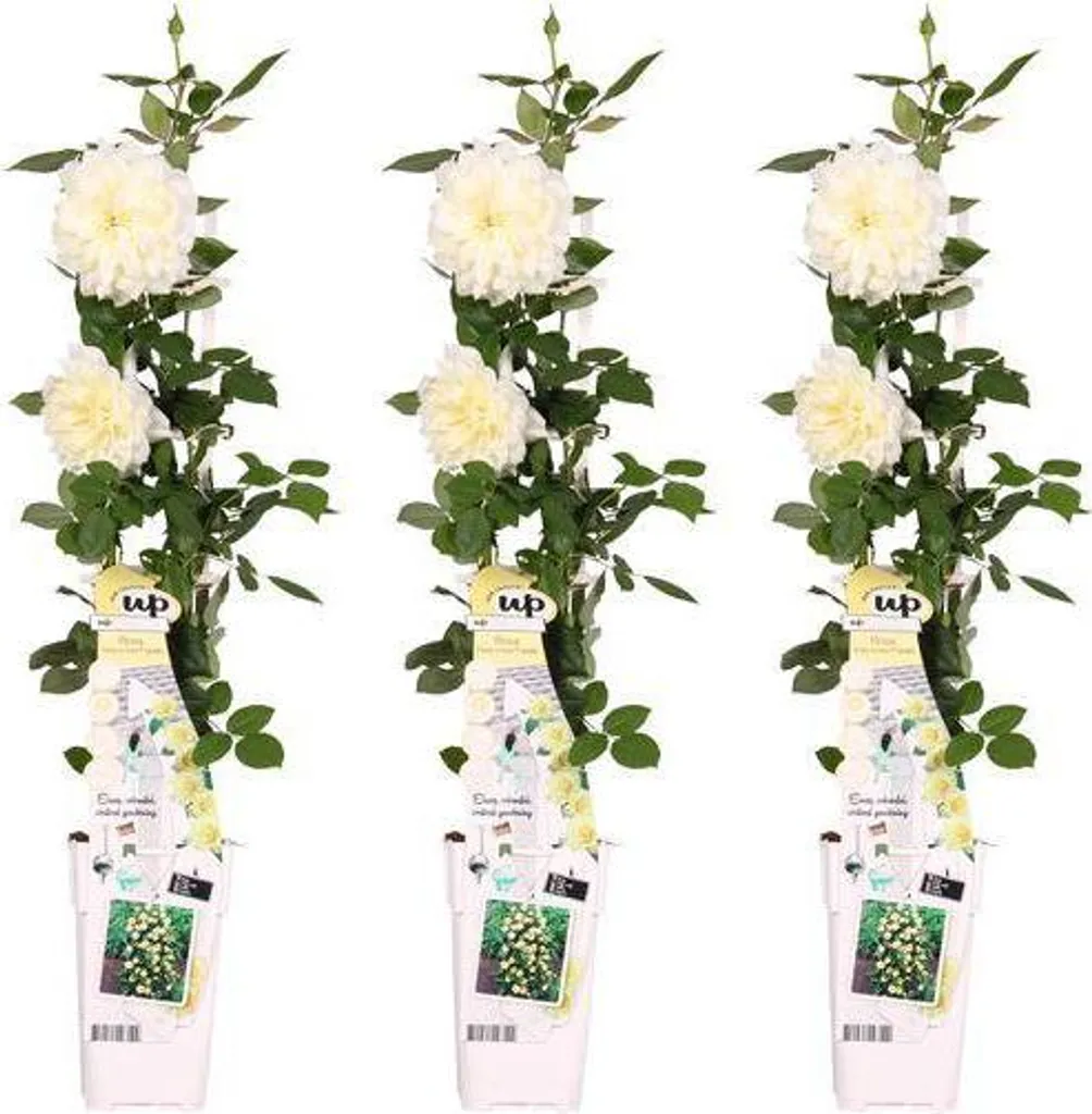 Rosier grimpant pour pergola et mur : lot de 3 fleurs blanches 65cm