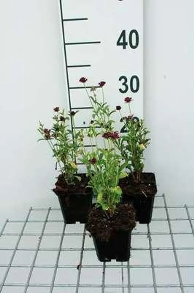 Scabiosa Chile Black vivace robuste - 6 plants pour jardin sans eau