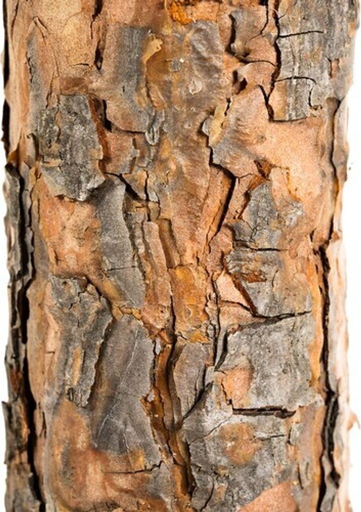Weihnachtsbaum auf Baumstamm - Diamantkiefer, 180 cm Produktbild 12