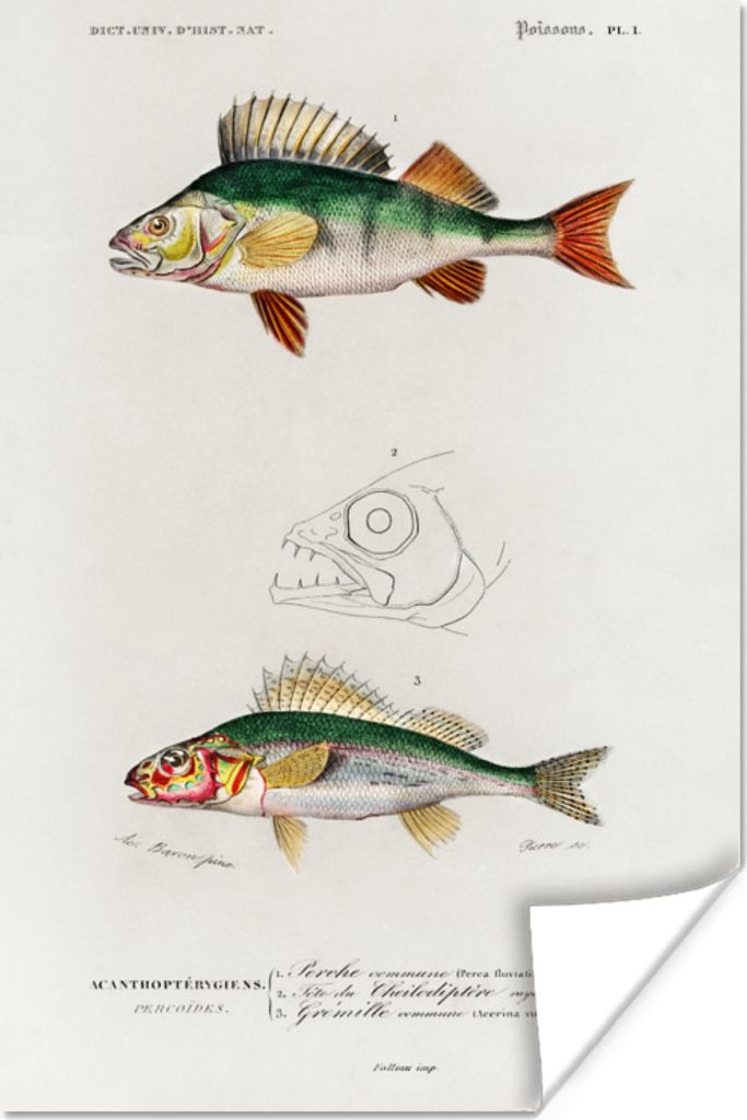 MuchoWow Poster Fisch - Jahrgang - Realismus 80x120 cm - Papierdruck