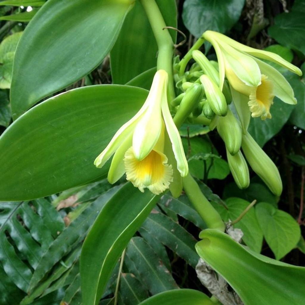 Vanille-Orchidee (Vanilla planifolia) - 1 Portion Samen