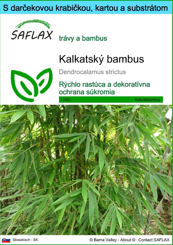SAFLAX Darčeková sada - kalkatský bambus - Dendrocalamus Obrázok produktu 