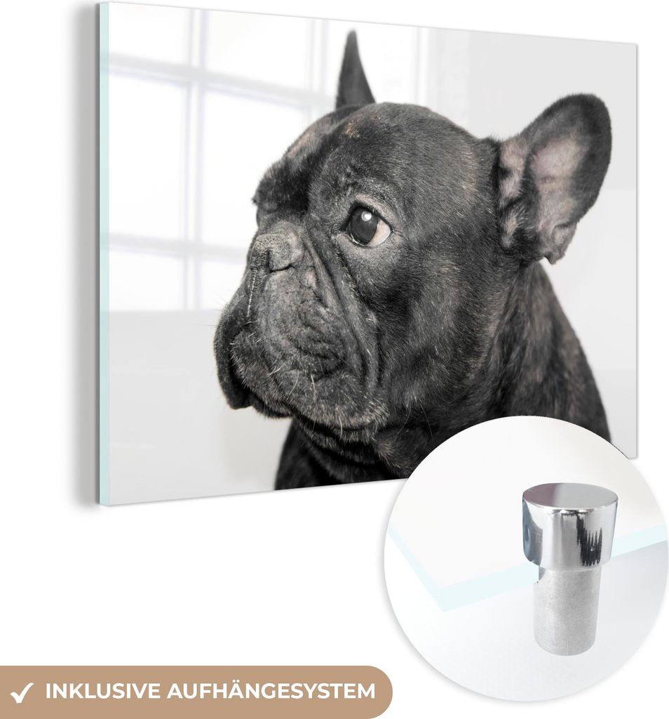 MuchoWow Glasbilder - Bilder auf Wandbild - Foto auf Glas Französische Bulldogge auf weißem Hintergrund 120x80 cm Wanddekoration aus Glas - Acryl...