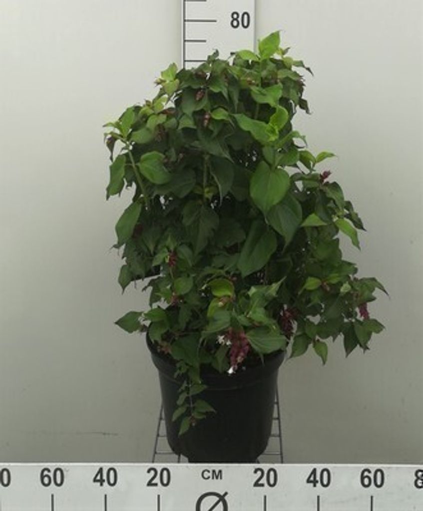 Leycesteria form. 'Purple Rain' - Schöne Leycesterie 40- 50 cm - Container