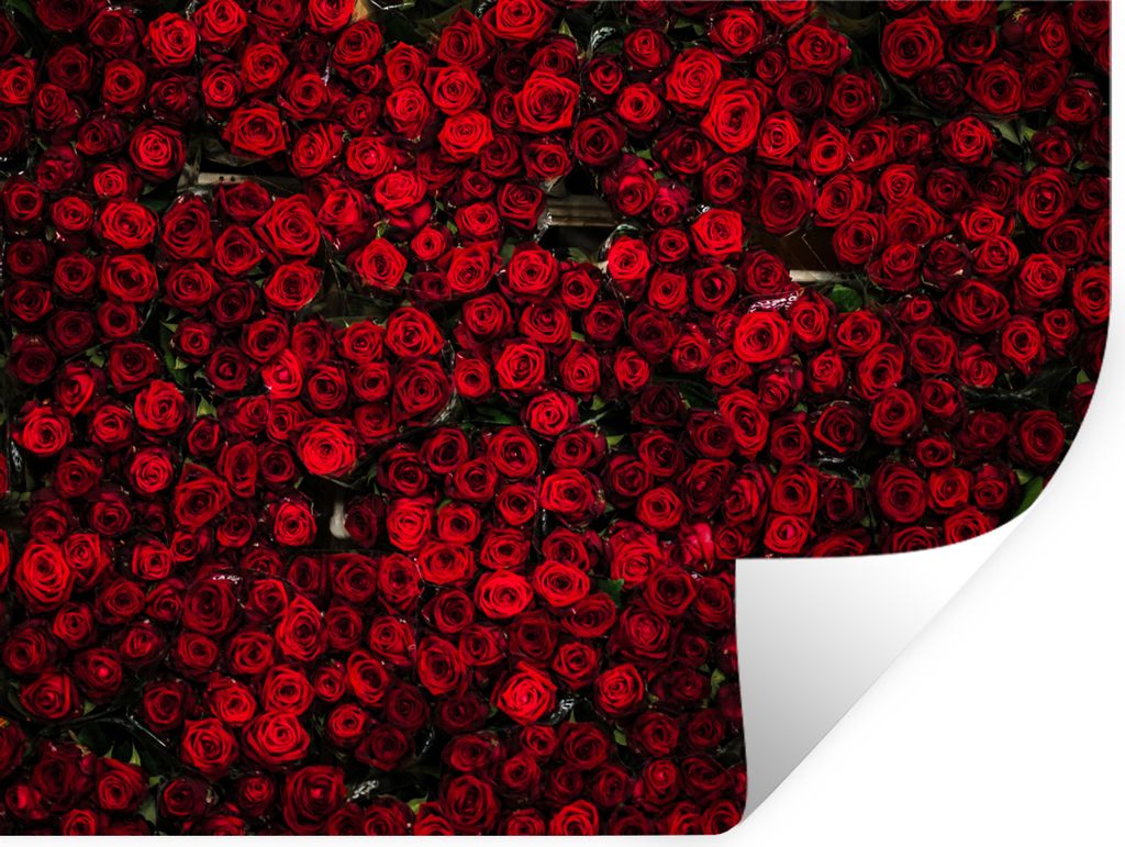 MuchoWow Wandtattoo Wandsticker Wandaufkleber Blumen - Rosen - Rot 80x60 cm Selbstklebend und Repositionierbar - Faltenfrei
