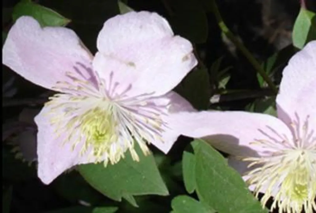Plante grimpante Clématite Mayleen rose parfumée Clematis montana 50-60cm