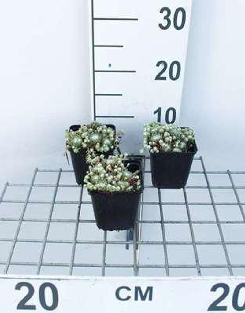 6 x Sempervivum arachnoideum - Hauswurz - Topf 9 x 9 cm
