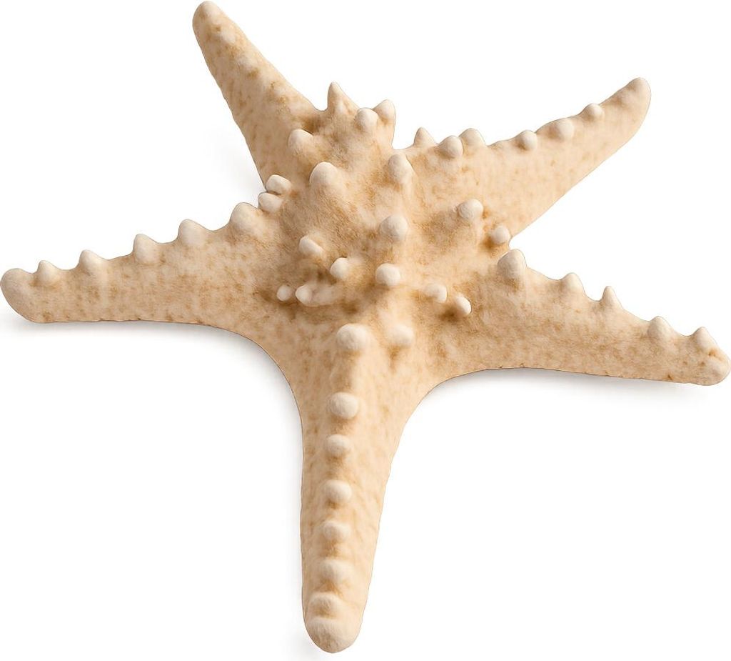 Echter Noppen Seestern 10–15cm Naturdeko maritim Deko Produktbild 