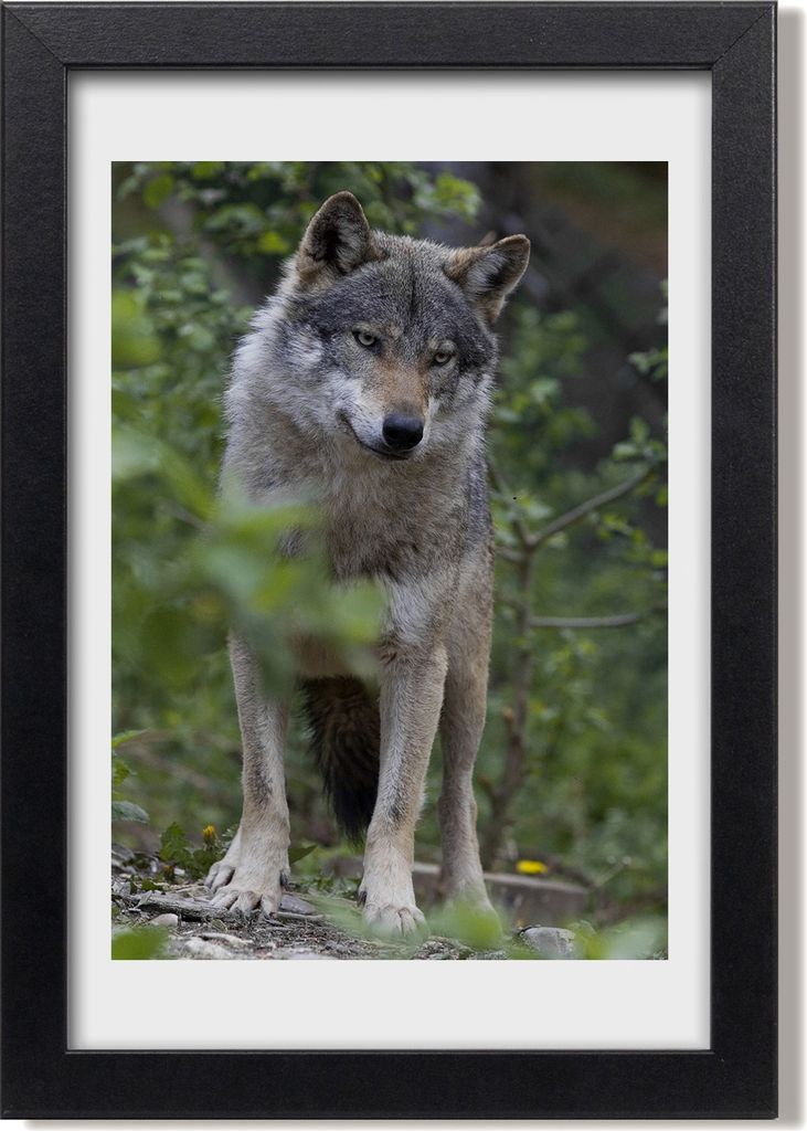 Bild 20x30 MDF-Rahmen, Wandkunst Ein Wolf im Wald