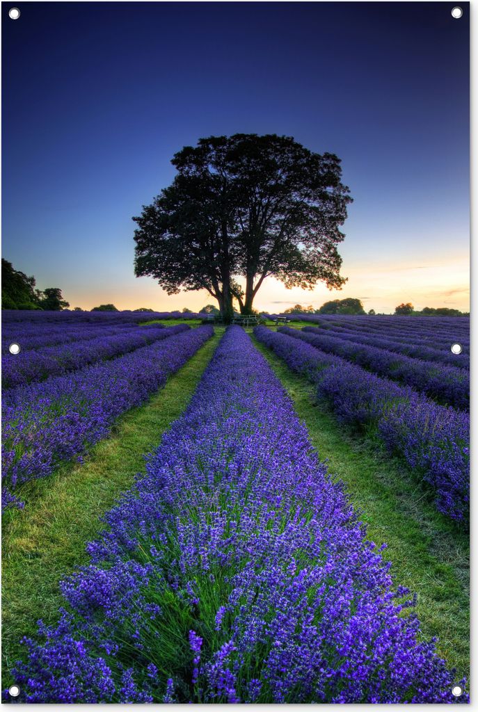 MuchoWow 80x120 cm Outdoor-Poster Gartendeko Sichtschutz Garten Poster für den Garten Reihen von lila Lavendel