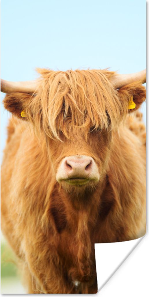 MuchoWow Poster Schottischer Highlander - Haare - Gras 60x120 cm - Wandschmuck