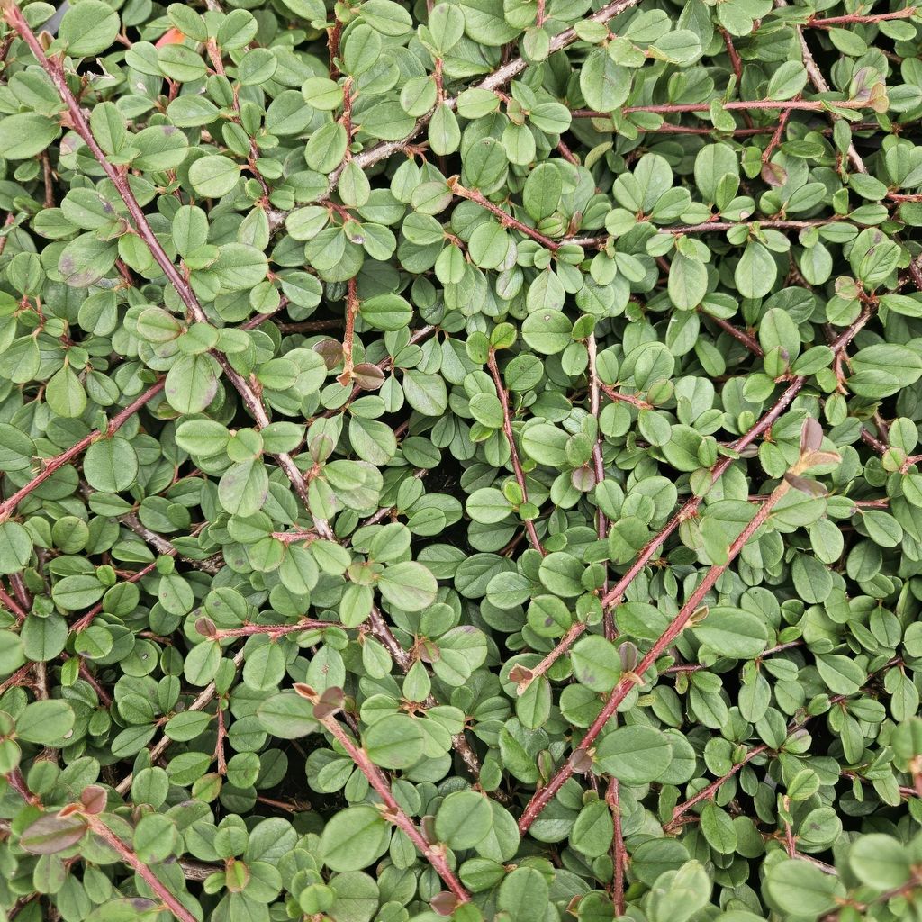 Cotoneaster prostratus 'Queen of Carpets' – Flacher, winterharter Bodendecker – 24 Pflanzen – 10–25cm – Ø9cm – Weiße Blüten & Herb...