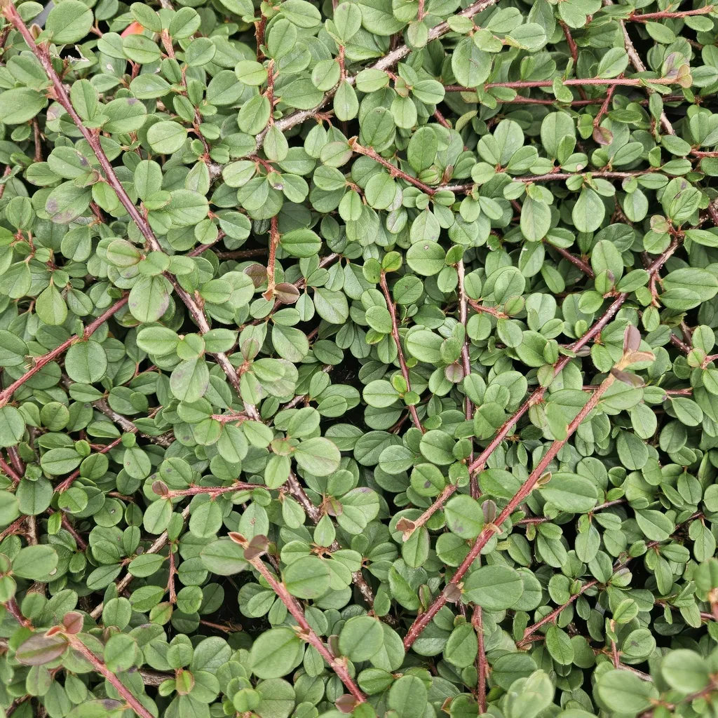 Cotoneaster Queen of Carpets - 48 Plantes Couvre-sol Fleurs Blanches