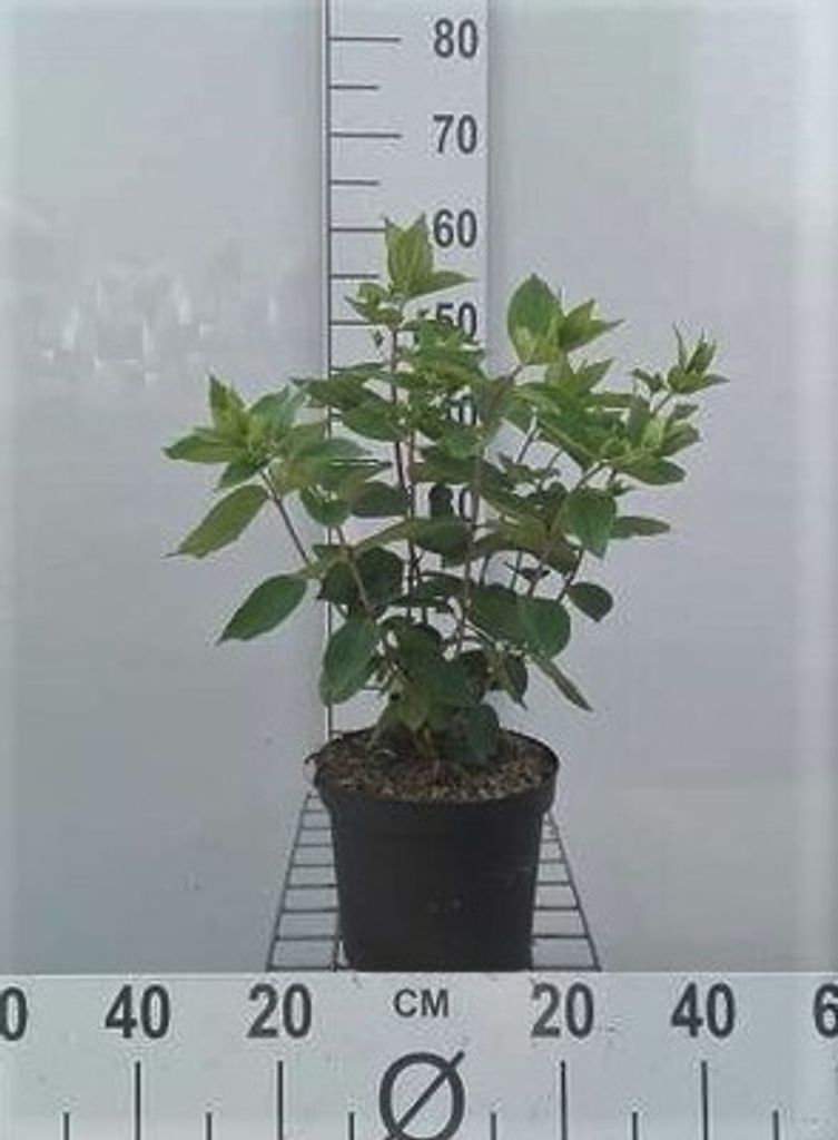 Hydrangea pan. 'Grandiflora' - Rispenhortensie 40- 50 cm Container