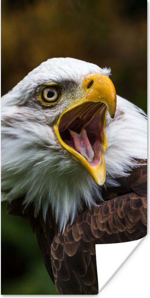 MuchoWow Poster Ein krächzender Weißkopfseeadler 60x120 cm - Wandschmuck