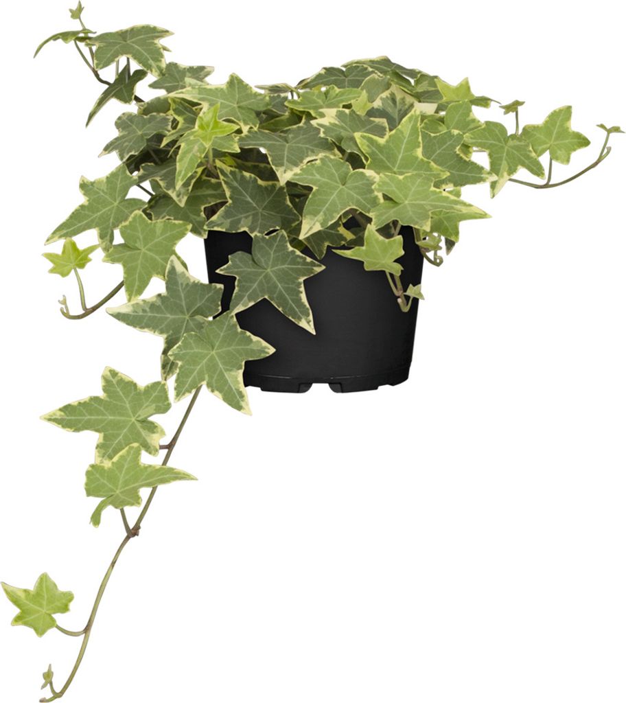 Efeu 'Yellow Ripple' - Hedera helix 'Yellow Ripple', winterhart, gelb-grüns Laub - 12 cm