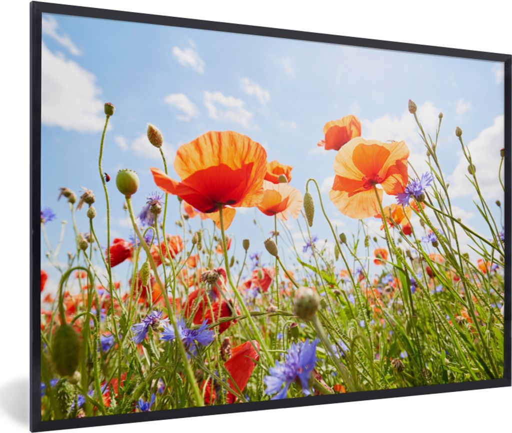 MuchoWow MuchoWow Gerahmtes Poster Blumen - Mohn - Frühling - Natur - Rot - Blau 90x60 cm - Poster mit zchwarzem Bilderrahmen - Fotorahmen - F...