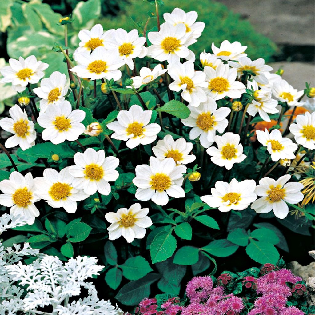 Dahlie Knolle Sommerblumen Herbstblumen Rigoletto-Dahlien Top Mix White 1 St.