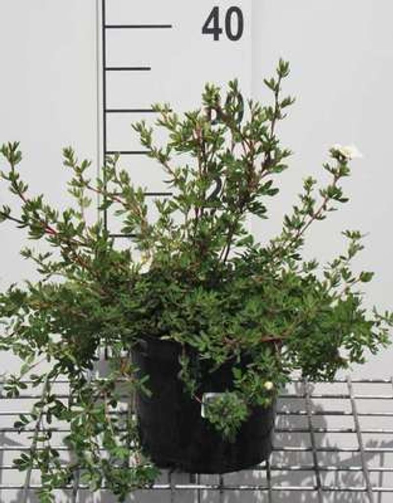 Potentilla frut. 'Abbotswood' - Fingerstrauch 25- 30 cm - Container