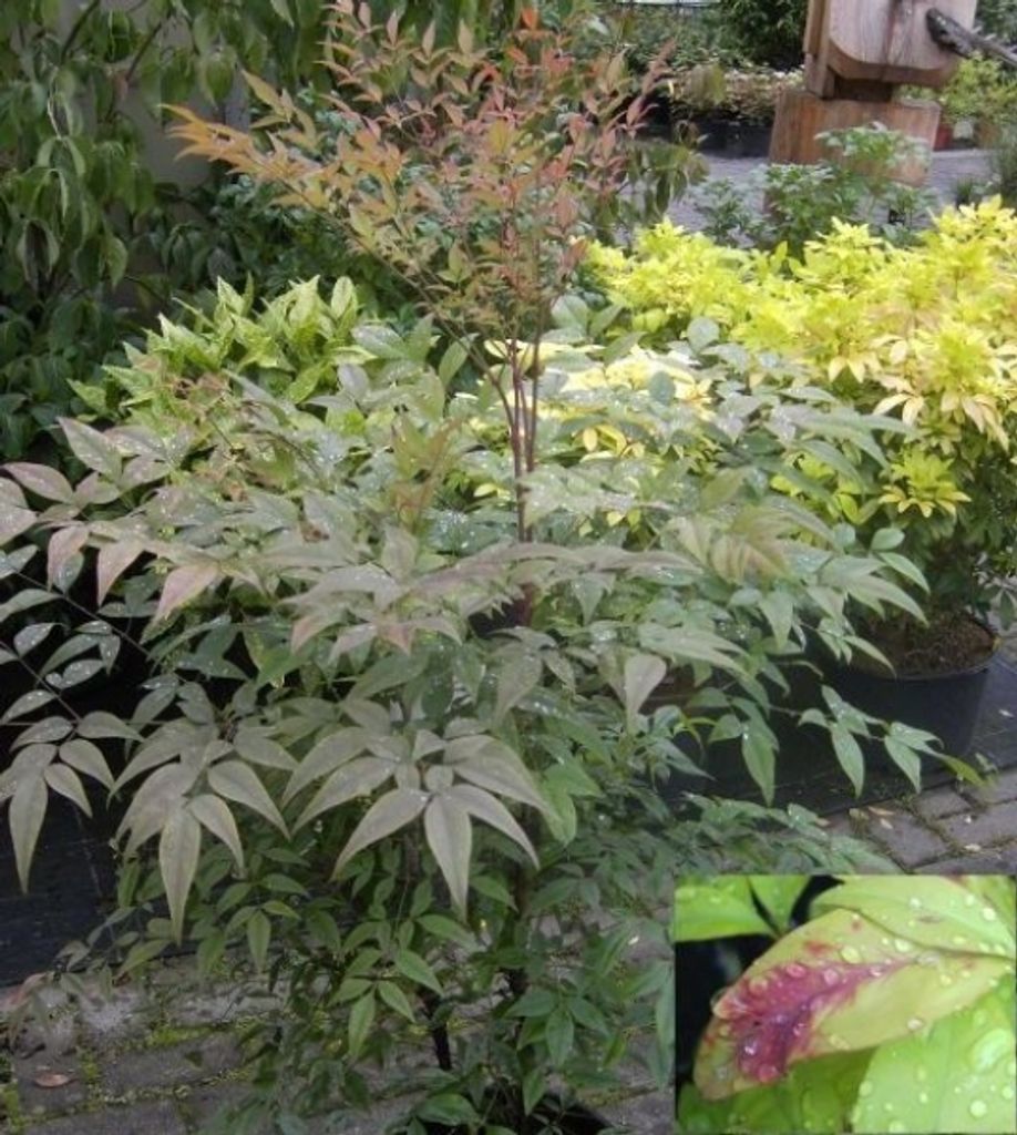 Nandina domestica - Himmelsbambus - Heiliger Bambus - Nandine 40-60