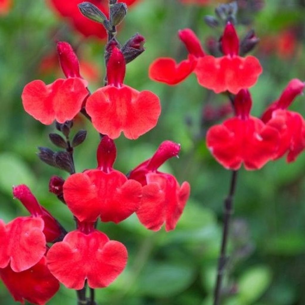 6 x Salvia micr.  - Salvia microphylla 'Royal Bumble'  | Immagine del prodotto 