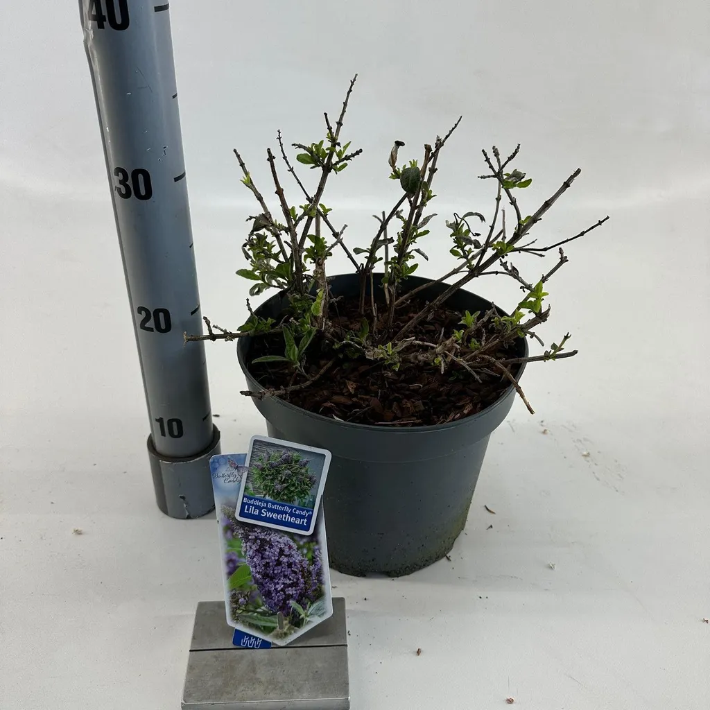 Arbuste mellifère Buddleja davidii pour attirer les papillons au jardin