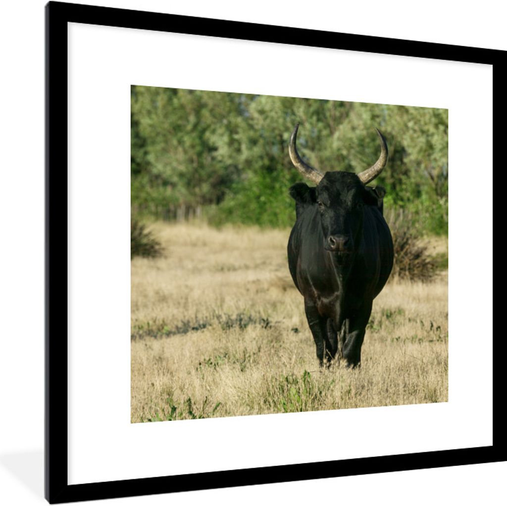 MuchoWow Gerahmtes Poster Ein schwarzer Bulle in freier Wildbahn 40x40 cm - Poster mit Schwarzem Bilderrahmen Wandposter Rahmen Foto Bilder - Pos...