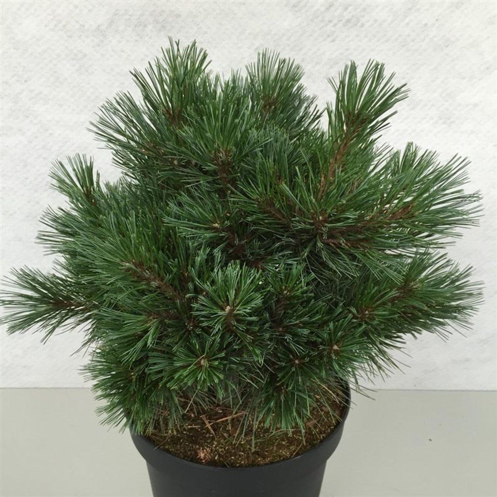 Pinus strobus 'Krüger's Lilliput' - Weymouth-Kiefer | 30-40 cm im topf