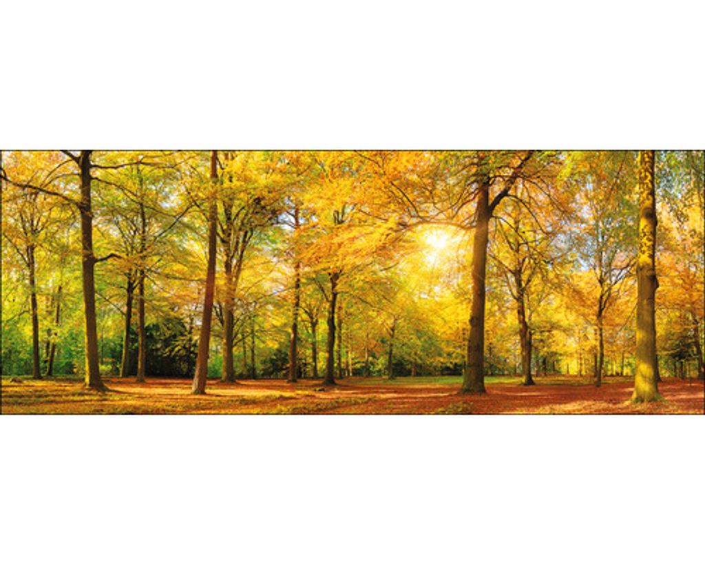 Glasbild Sunshine in the forest 80x30 cm