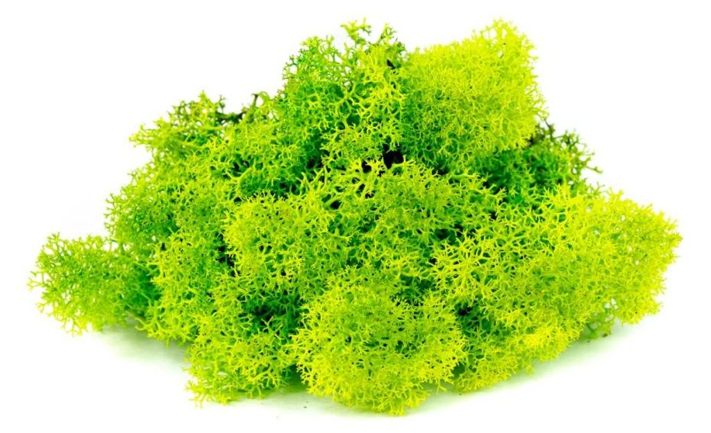 Verdissimo Stabilizovaný lišajník Ostrov 0,5 kg (0,0625 Obrázok produktu 