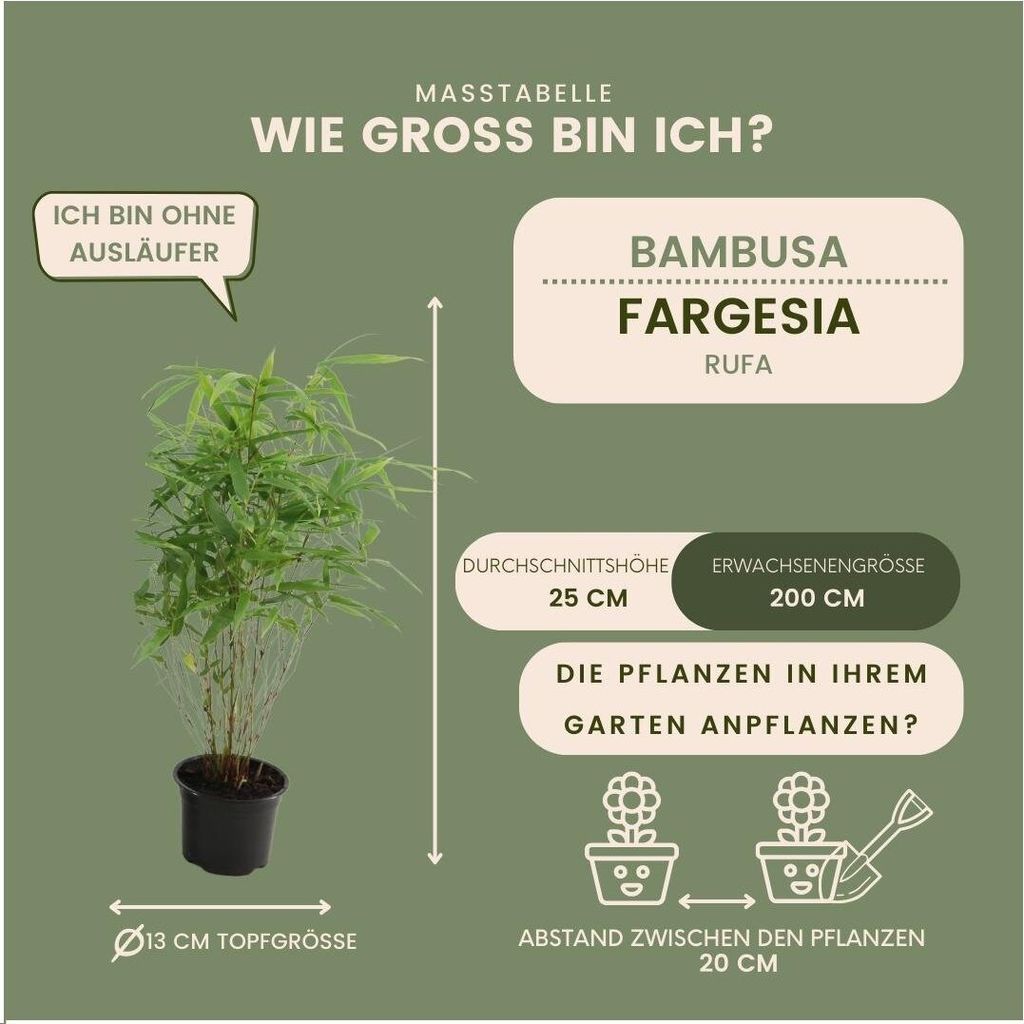 korbmarante pflanze Jetzt die Calathea im 3er-Set kaufen
