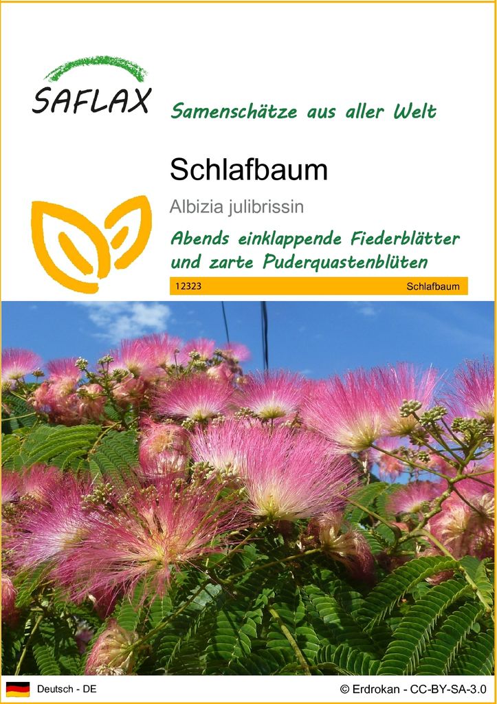 SAFLAX - Schlafbaum - Albizia julibrissin - 50 Samen Produktbild 