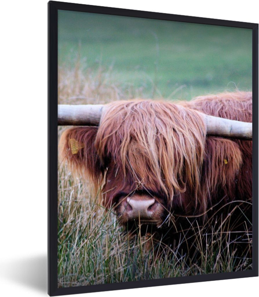 MuchoWow Gerahmtes Poster Schottischer Highlander - Hörner - Gras 60x80 cm - Poster mit Schwarzem Bilderrahmen Wandposter Rahmen Foto Bilder - P...