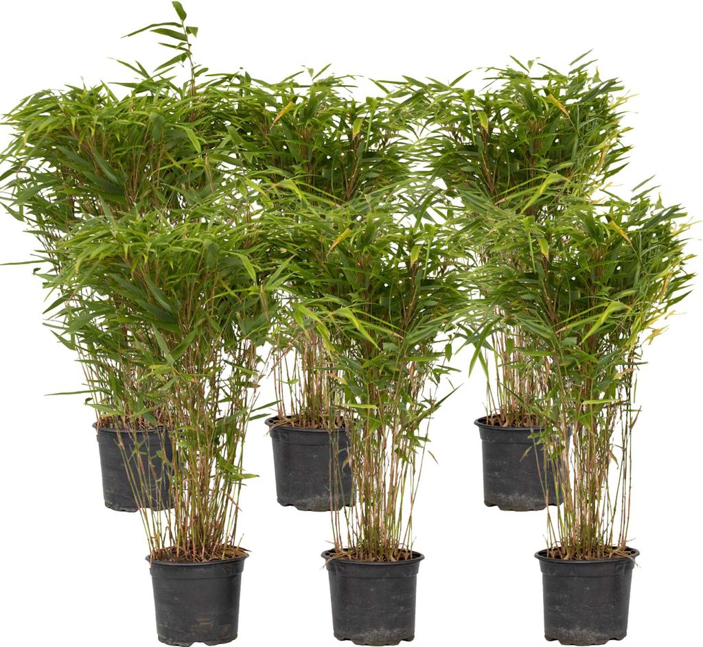 Bambus - 6 ks. - Fargesia nitida 'Gansu' - Výška 50-70cm - Obrázok produktu