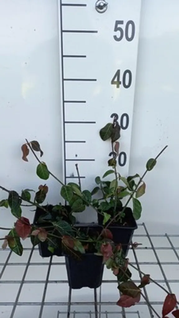 Euonymus Coloratus - Fusain rampant résistant - 12 plants en pot 9 cm