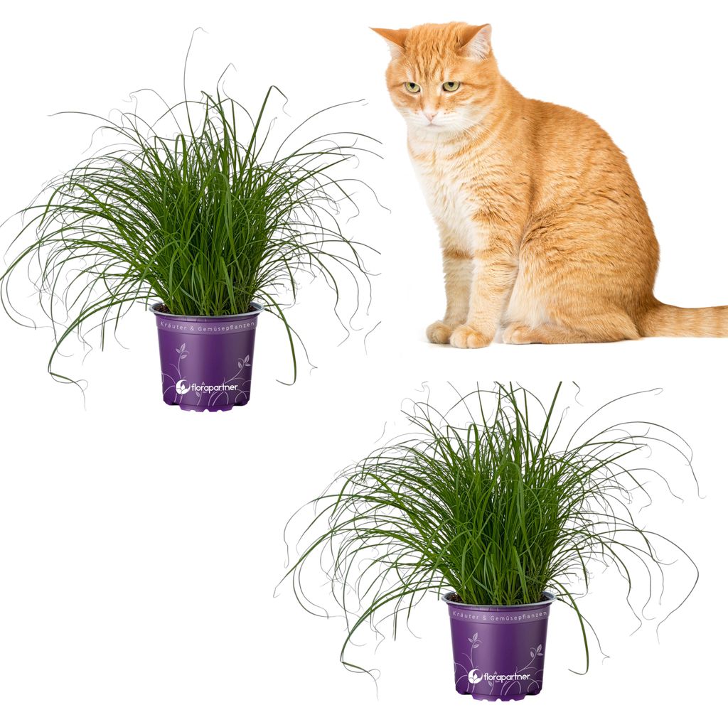 Katzengras          Cyperus zumula    2er Set Produktbild 