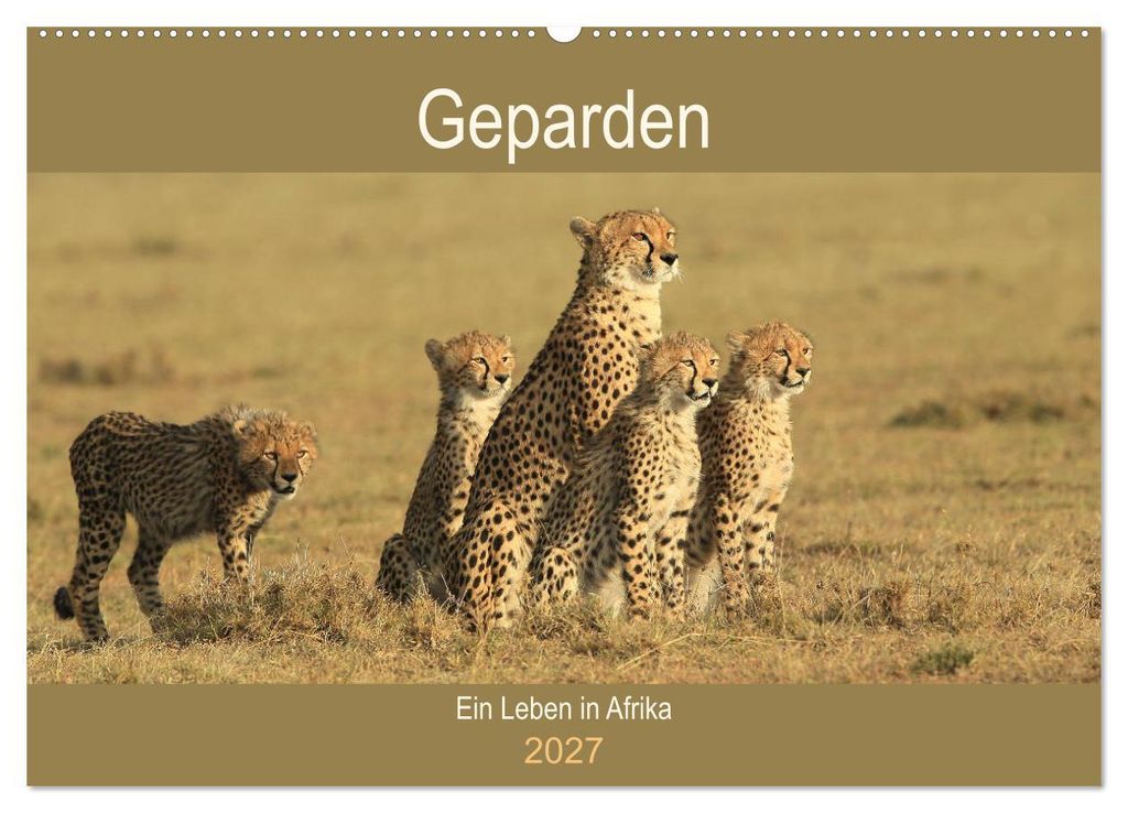 Geparden - Ein Leben in Afrika (Wandkalender 2027 DIN A2 quer), CALVENDO Monatskalender