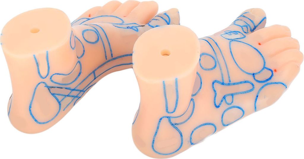 15cm Professional Feet Massage Acupuncture Acupoint Reflection Zone Model Teaching Tool